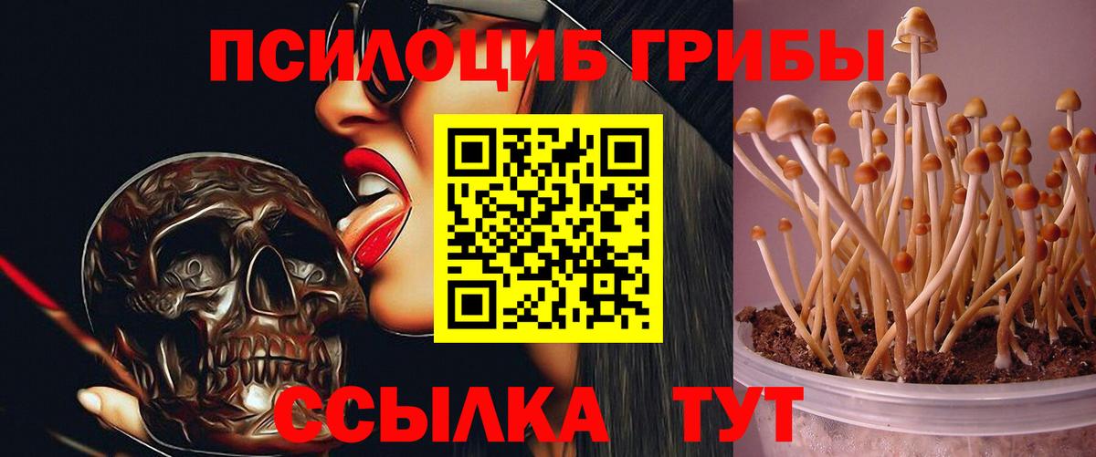 Псилоцибиновые грибы Cubensis Ростов Великий